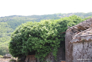 iorato san Giacomo-16-06-2023 13-44-59